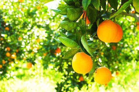 MATURING INTO FRUITFULNESS (Apostle Emmanuel A. Adjei)