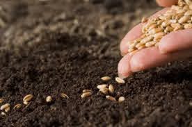 THE SEEDS OF DOING 2