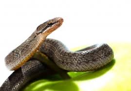 BIBLE VERSE TO PRAY AGAINST SATAN THE SERPENT